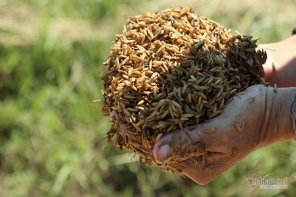 Thóc nảy mầm vứt cho trâu ăn, dân rơi nước mắt lo ngày mai-4