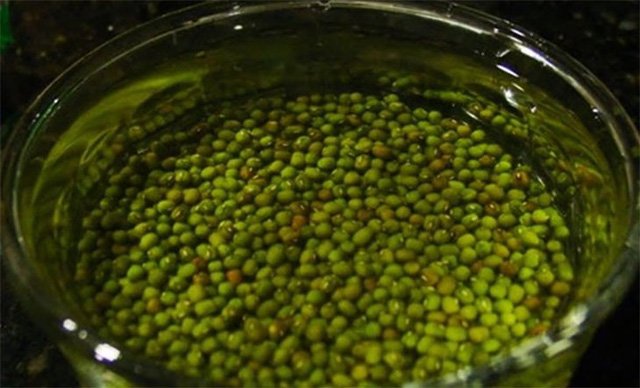 Những mẹo nấu ăn cực hữu ích bằng lò vi sóng ít người biết-6