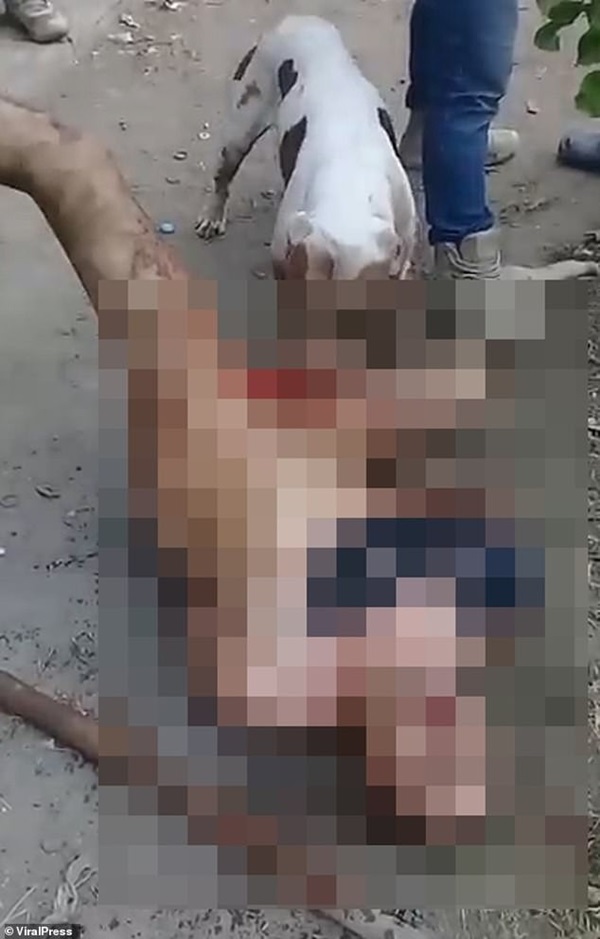 Bị nghi ngờ là kẻ hiếp dâm, người đàn ông bị băng đảng tội phạm trừng phạt bằng cách cho chó dữ cắn nát công cụ gây án-1