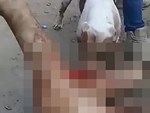 Gã trai đổi tên thành Người ăn chay Quyến rũ bị bắt vì tấn công tình dục chó pitbull của mình rồi đăng video lên MXH-5