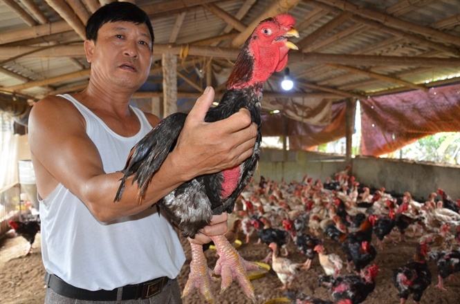 Hết thời gà lai Đông Tảo: Giá đã rẻ lại ế, càng nuôi càng lỗ nặng-1
