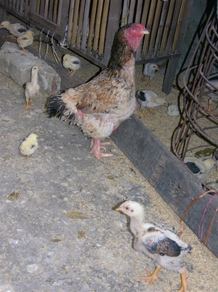 Hết thời gà lai Đông Tảo: Giá đã rẻ lại ế, càng nuôi càng lỗ nặng-2