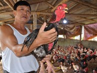 Hết thời gà lai Đông Tảo: Giá đã rẻ lại ế, càng nuôi càng lỗ nặng