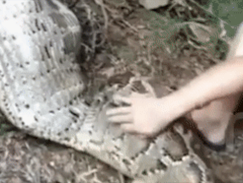 Kinh hoàng cảnh thợ lặn đối mặt với trăn khổng lồ dưới nước-1