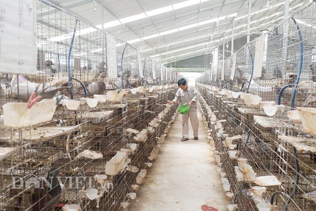 Kỹ sư bỏ nghề về nuôi chim bồ câu, lứa đầu trắng tay sau là tỷ phú-1