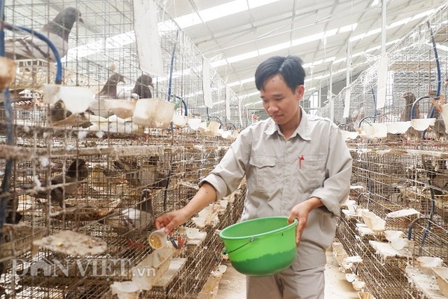 Kỹ sư bỏ nghề về nuôi chim bồ câu, lứa đầu trắng tay sau là tỷ phú-2