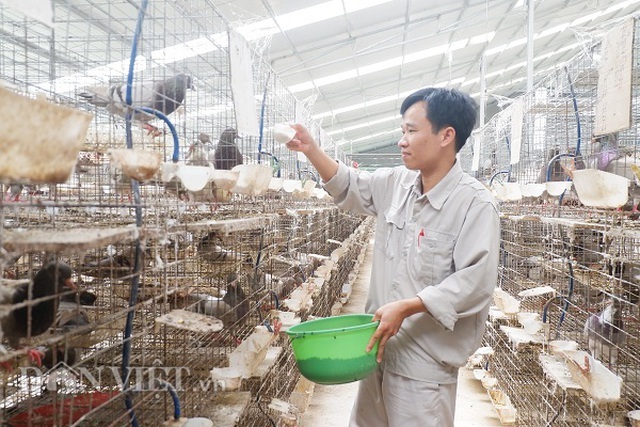 Kỹ sư bỏ nghề về nuôi chim bồ câu, lứa đầu trắng tay sau là tỷ phú-3