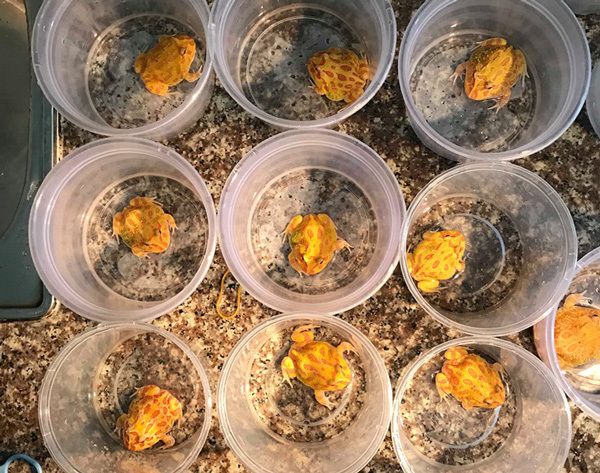 Hơn triệu đồng 1 con ếch bé tẹo, dân chơi vẫn bỏ tiền ra mua-2