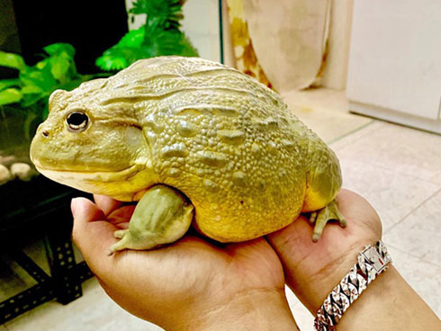 Mỏ vàng trong bụng ếch không ai đoái hoài, giá 1,5 triệu chưa đến 1 lạng-14