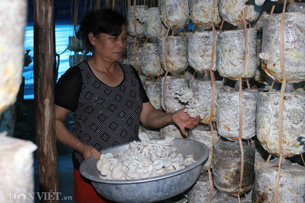 Xắn tay áo lao vào trồng nấm mọc tua tủa, thu 30 triệu/tháng-1