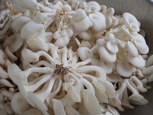 Trồng 600 bịch nấm sò, ngày nào cũng bán, giá từ 35-50 ngàn/kg-4