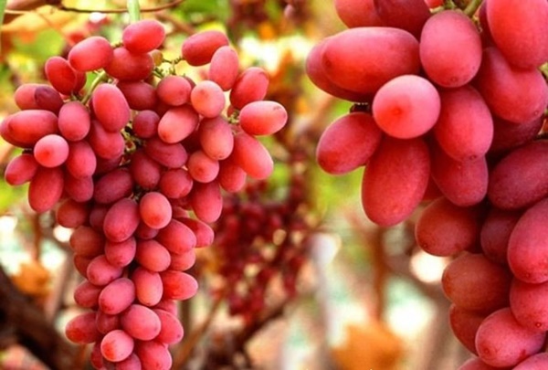 Thực phẩm vừa làm sạch, vừa tốt hơn nghìn viên thuốc bổ cho thận-5