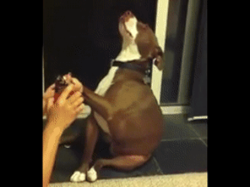 Người đàn ông vô gia cư đoàn tụ với chó cưng sau gần 2 tuần mất tích-1