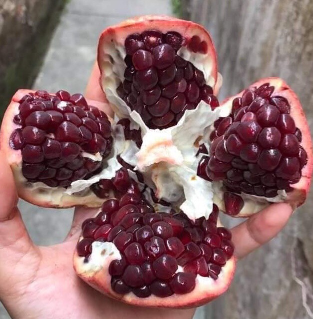 Quả lạ đen thui, quên nỗi sợ hàng Tàu chị em lùng ăn làm đẹp-2