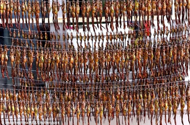 Mỏ vàng trong bụng ếch không ai đoái hoài, giá 1,5 triệu chưa đến 1 lạng-4