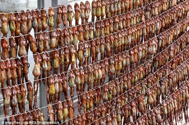 Mỏ vàng trong bụng ếch không ai đoái hoài, giá 1,5 triệu chưa đến 1 lạng-6