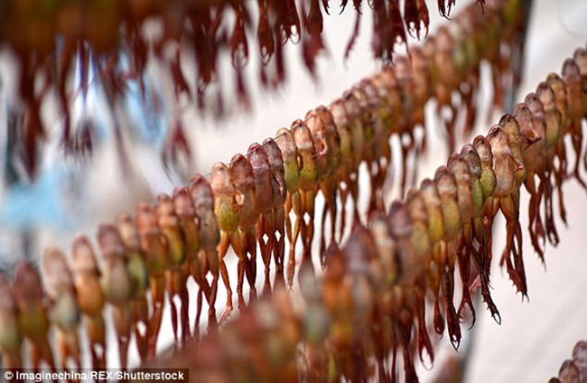 Mỏ vàng trong bụng ếch không ai đoái hoài, giá 1,5 triệu chưa đến 1 lạng-7