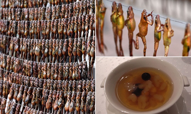 Mỏ vàng trong bụng ếch không ai đoái hoài, giá 1,5 triệu chưa đến 1 lạng-8