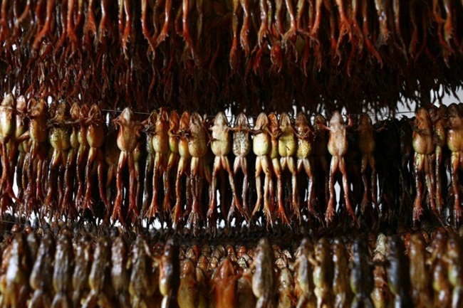 Mỏ vàng trong bụng ếch không ai đoái hoài, giá 1,5 triệu chưa đến 1 lạng-12