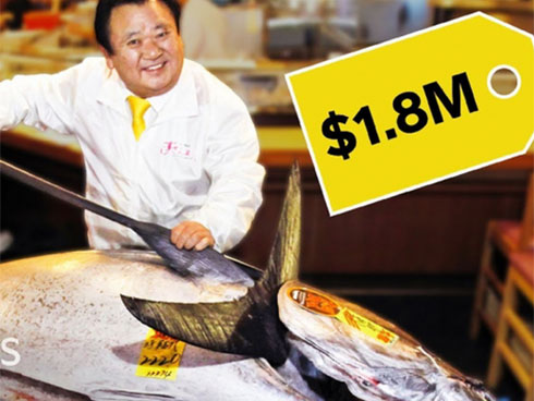 Giá hàng chục tỷ đồng, cá ngừ vây xanh có gì đặc biệt?-1