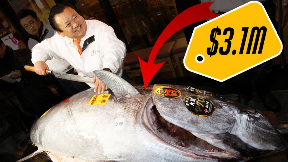 Giá hàng chục tỷ đồng, cá ngừ vây xanh có gì đặc biệt?-2