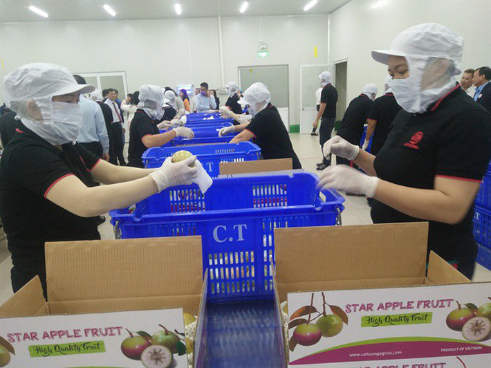 6 loại trái cây tươi ở Việt Nam đã được xuất khẩu thành công với giá bán khó tin-7