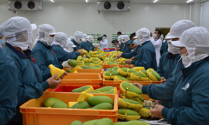6 loại trái cây tươi ở Việt Nam đã được xuất khẩu thành công với giá bán khó tin-8