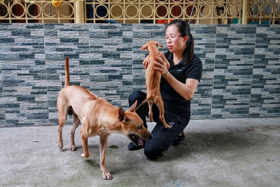 Cận cảnh đàn chó Phú Quốc bạc tỷ của bóng hồng xinh đẹp Hà Nội-1