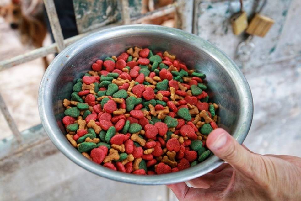 Cận cảnh đàn chó Phú Quốc bạc tỷ của bóng hồng xinh đẹp Hà Nội-5