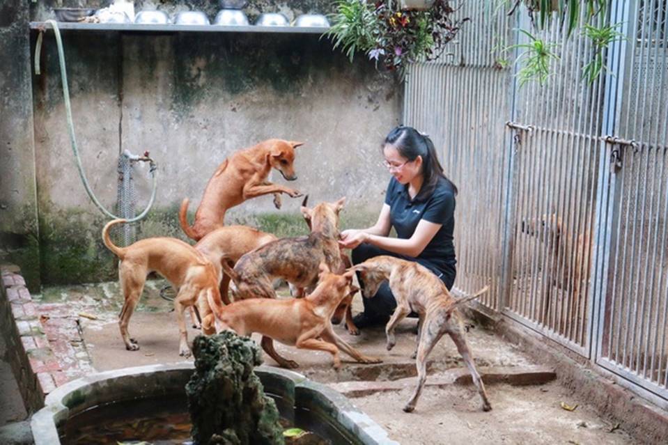 Cận cảnh đàn chó Phú Quốc bạc tỷ của bóng hồng xinh đẹp Hà Nội-7
