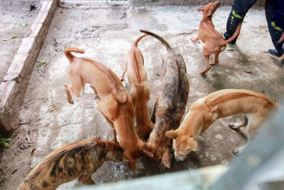 Cận cảnh đàn chó Phú Quốc bạc tỷ của bóng hồng xinh đẹp Hà Nội-9