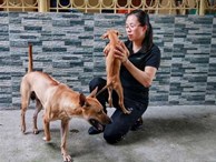 Cận cảnh đàn chó Phú Quốc bạc tỷ của 'bóng hồng' xinh đẹp Hà Nội