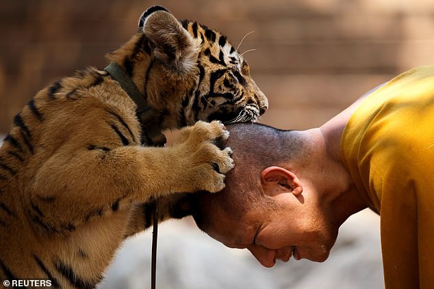 Chùa Hổ nổi tiếng Thái Lan bị cáo buộc lạm dụng, buôn bán hổ trái phép trên thị trường chợ đen-2