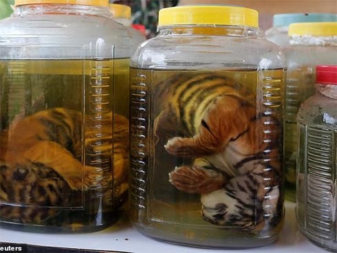 Chùa Hổ nổi tiếng Thái Lan bị cáo buộc lạm dụng, buôn bán hổ trái phép trên thị trường chợ đen