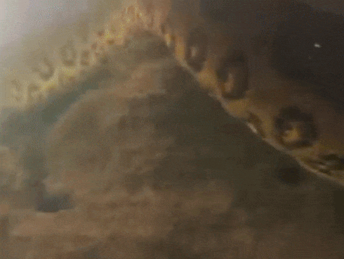 Nghe tiếng ồn trên tầng gác mái suốt 4 năm liền nhưng đinh ninh là chuột chạy, cặp vợ chồng tái xanh mặt khi phát hiện sự thật-9