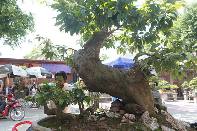 Cụ mai vàng Yên Tử, chết đi sống lại giá tiền tỷ-10