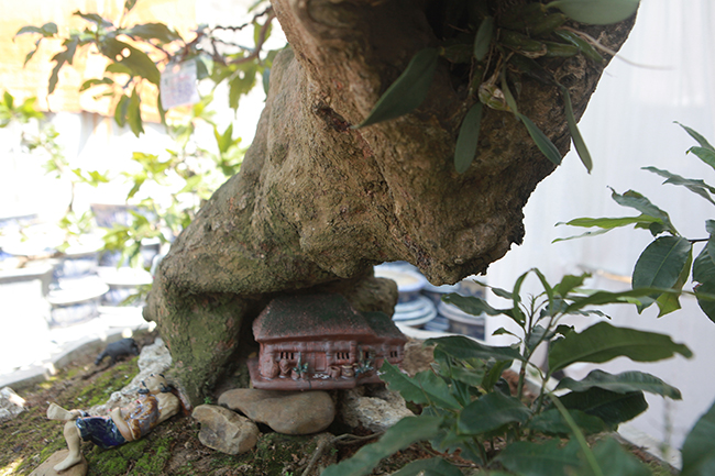 Cụ mai vàng Yên Tử, chết đi sống lại giá tiền tỷ-5