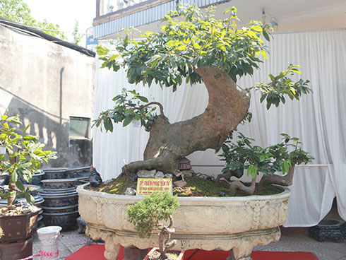 Cụ táo khổng lồ, gia chủ quyết giữ không bán dù được trả tiền triệu-6