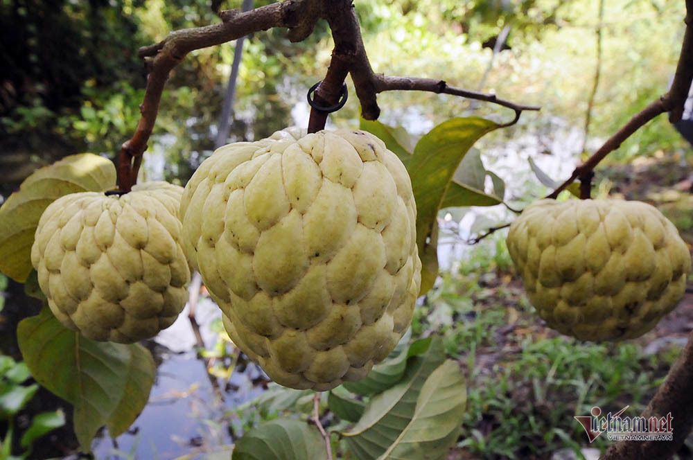 Vét hết vàng đi bán để mua cây mãng cầu trái siêu to khổng lồ-1