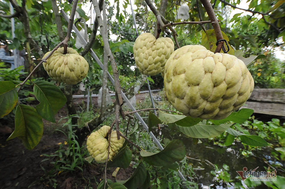 Vét hết vàng đi bán để mua cây mãng cầu trái siêu to khổng lồ-3