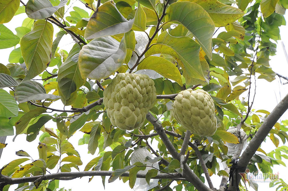 Vét hết vàng đi bán để mua cây mãng cầu trái siêu to khổng lồ-4