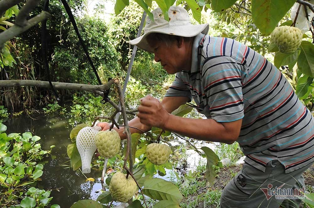 Vét hết vàng đi bán để mua cây mãng cầu trái siêu to khổng lồ-6