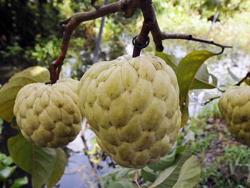 Quả bí ngô siêu to khổng lồ nhất Việt Nam-7