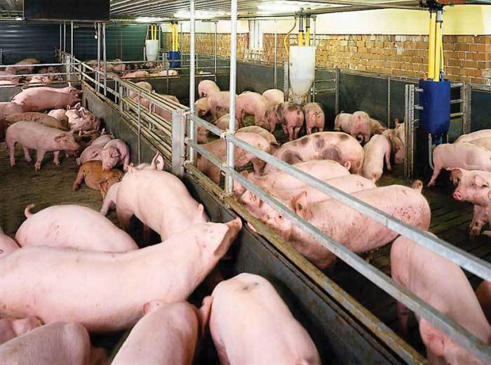 Việt Nam top 5 thế giới nuôi lợn, bất ngờ thiếu ăn, ồ ạt nhập khẩu-1