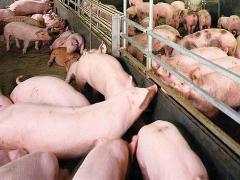 Một cú liều, sau 4 tháng vợ chồng trẻ đút túi 1,5 tỷ đồng-2