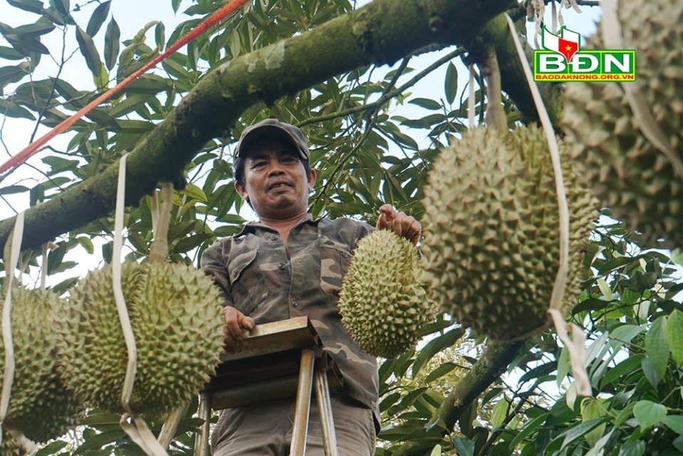 Chuyện lạ Đắk Nông, 36 cây sầu riêng thu 500 triệu đồng-1