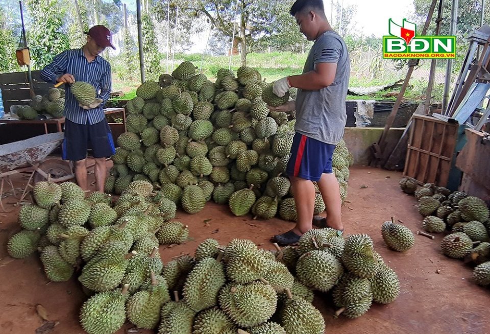 Chuyện lạ Đắk Nông, 36 cây sầu riêng thu 500 triệu đồng-3