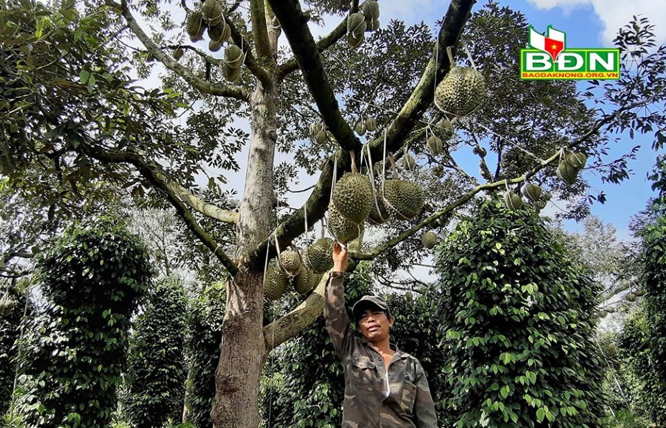 Chuyện lạ Đắk Nông, 36 cây sầu riêng thu 500 triệu đồng-4