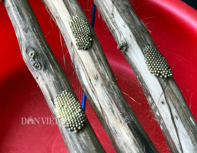 Chỉ huy 4000 con cà cuống độc nhất miền Tây, thu tiền triệu/ngày-3