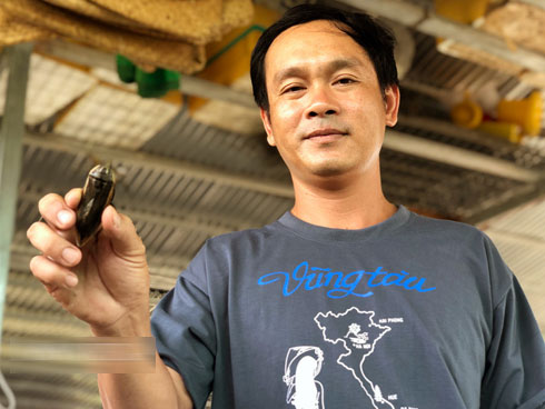 Côn trùng nhìn giống gián, mùi như bọ xít mà giá lên tới 5 triệu đồng/kg-2